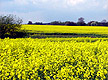 Rapsfeld auf Rügen